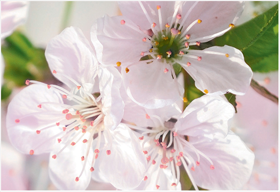 yves-rocher-un-matin-au-jardin-Cerisier-en-Fleurs001